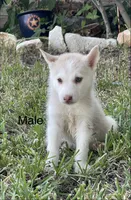 Jay, a male Siberian Husky for sale in Houston, TX – 1 of 2