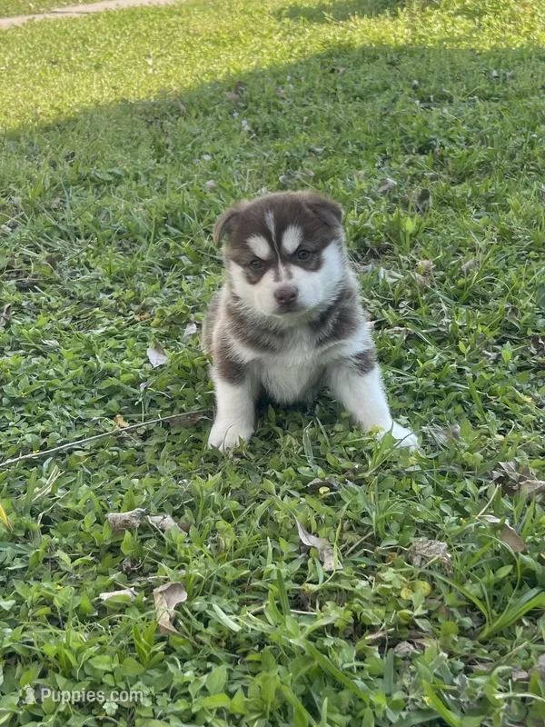 Titan, a male Siberian Husky for sale in Houston, TX – Photo 1 of 4