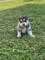 Titan, a male Siberian Husky for sale in Houston, TX – Photo 1 of 4