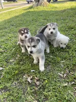 Titan, a male Siberian Husky for sale in Houston, TX – Photo 4 of 4