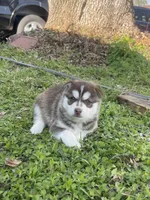 Titan, a male Siberian Husky for sale in Houston, TX – Photo 2 of 4