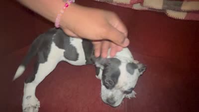 moo moo, a female American Bully for sale in Kokomo, IN – 1 of 1