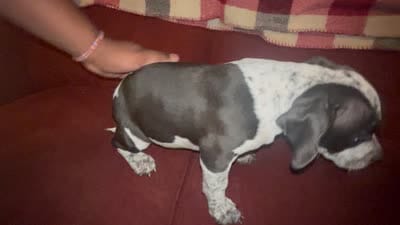 cookies and cream, a female American Bully for sale in Kokomo, IN – 1 of 1