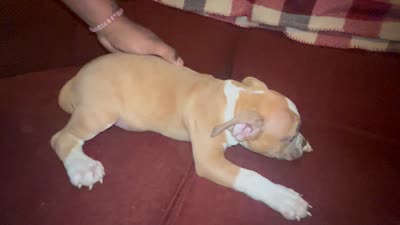 henny , a female American Bully for sale in Kokomo, IN – 1 of 1