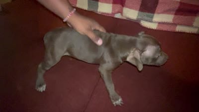 Gadiva, a female American Bully for sale in Kokomo, IN – 1 of 1