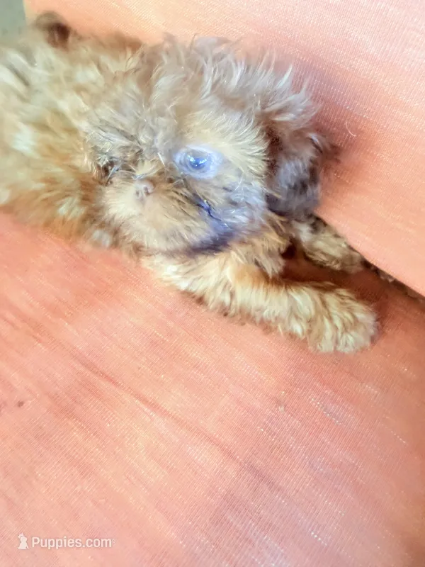 You Name Her – Shih Tzu puppy for sale in Simpsonville, SC