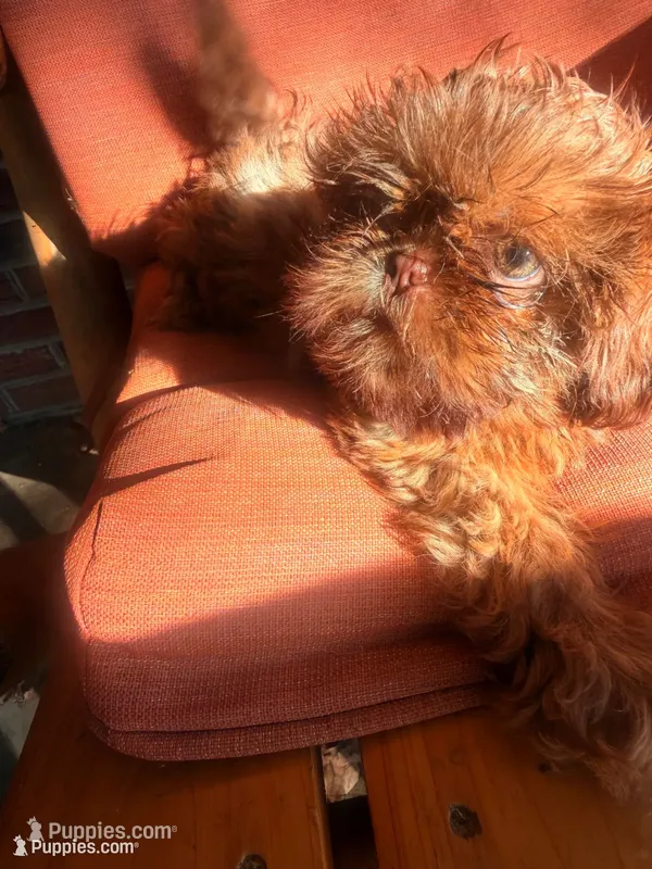 You Name Her – Shih Tzu puppy for sale in Simpsonville, SC