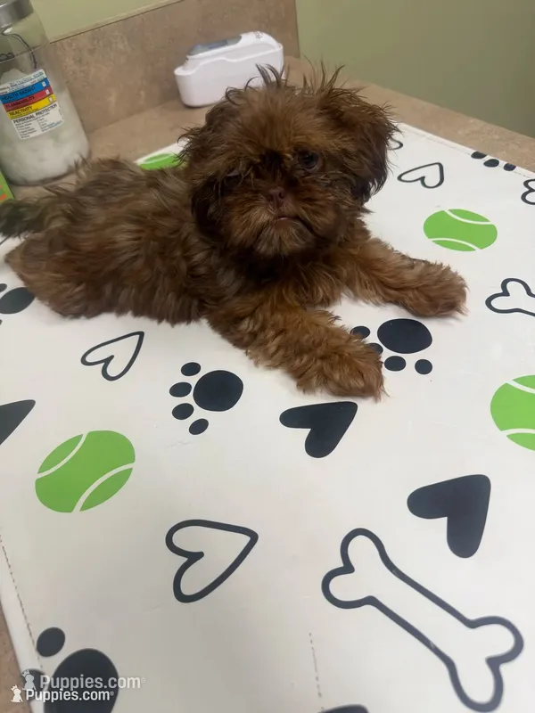You Name Her – Shih Tzu puppy for sale in Simpsonville, SC