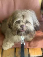 You Name, a male Shih Tzu for sale in Simpsonville, SC – 7 of 10