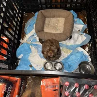 You Name, a male Shih Tzu for sale in Simpsonville, SC – Photo 8 of 10