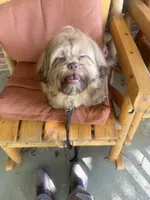 You Name, a male Shih Tzu for sale in Simpsonville, SC – 10 of 10