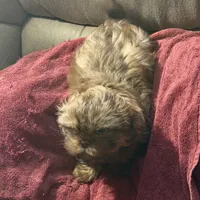 You Name, a male Shih Tzu for sale in Simpsonville, SC – Photo 2 of 10