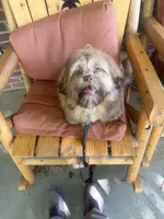 You Name, a male Shih Tzu for sale in Simpsonville, SC – 9 of 10
