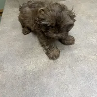 You Name, a male Shih Tzu for sale in Simpsonville, SC – Photo 6 of 10