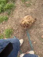 You Name, a male Shih Tzu for sale in Simpsonville, SC – Photo 10 of 10