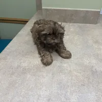 You Name, a male Shih Tzu for sale in Simpsonville, SC – Photo 5 of 10