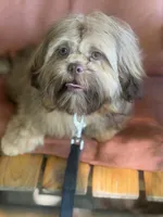 You Name, a male Shih Tzu for sale in Simpsonville, SC – 8 of 10