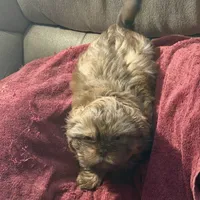 You Name, a male Shih Tzu for sale in Simpsonville, SC – Photo 3 of 10