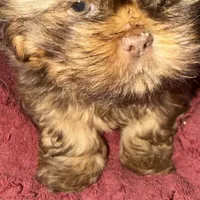 You Name, a male Shih Tzu for sale in Simpsonville, SC – Photo 1 of 10