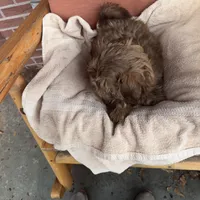 You Name, a male Shih Tzu for sale in Simpsonville, SC – Photo 7 of 10