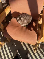 You Name Him, a male Shih Tzu for sale in Simpsonville, SC – Photo 10 of 10