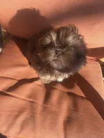 You Name Him, a male Shih Tzu for sale in Simpsonville, SC – Photo 2 of 10