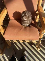 You Name Him, a male Shih Tzu for sale in Simpsonville, SC – Photo 9 of 10