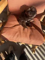 You Name Him, a male Shih Tzu for sale in Simpsonville, SC – Photo 5 of 10