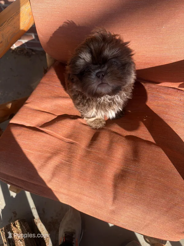 You Name Him – Shih Tzu puppy for sale in Simpsonville, SC