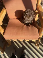 You Name Him, a male Shih Tzu for sale in Simpsonville, SC – Photo 8 of 10