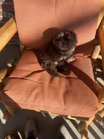 You Name Him, a male Shih Tzu for sale in Simpsonville, SC – Photo 4 of 10