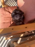 You Name Him, a male Shih Tzu for sale in Simpsonville, SC – Photo 6 of 10