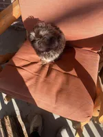 You Name Him, a male Shih Tzu for sale in Simpsonville, SC – Photo 3 of 10