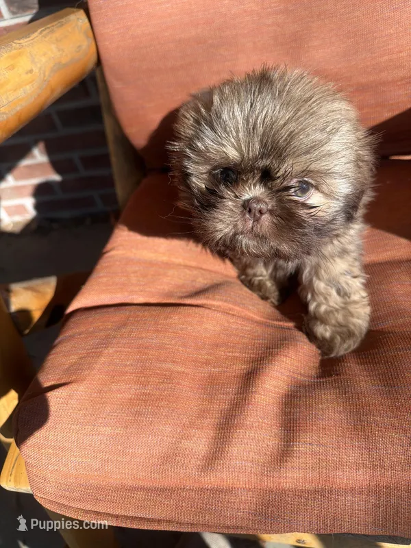 Pretty Girl Name Her – Shih Tzu puppy for sale in Simpsonville, SC