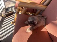 Pretty Girl Name Her, a female Shih Tzu for sale in Simpsonville, SC – Photo 9 of 10