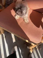 Pretty Girl Name Her, a female Shih Tzu for sale in Simpsonville, SC – Photo 10 of 10