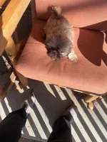 Pretty Girl Name Her, a female Shih Tzu for sale in Simpsonville, SC – Photo 7 of 10