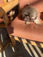 Pretty Girl Name Her, a female Shih Tzu for sale in Simpsonville, SC – Photo 6 of 10