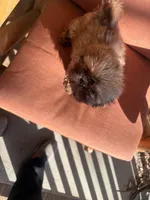 Pretty Girl Name Her, a female Shih Tzu for sale in Simpsonville, SC – Photo 8 of 10