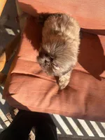 Pretty Girl Name Her, a female Shih Tzu for sale in Simpsonville, SC – Photo 2 of 10