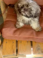 Pretty Girl Name Her, a female Shih Tzu for sale in Simpsonville, SC – 9 of 10