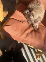 Pretty Girl Name Her, a female Shih Tzu for sale in Simpsonville, SC – Photo 3 of 10