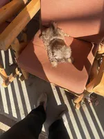 Pretty Girl Name Her, a female Shih Tzu for sale in Simpsonville, SC – Photo 5 of 10