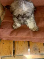 Pretty Girl Name Her, a female Shih Tzu for sale in Simpsonville, SC – 8 of 10