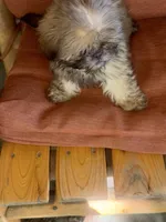 Pretty Girl Name Her, a female Shih Tzu for sale in Simpsonville, SC – 10 of 10
