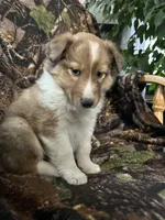 Marshall , a male Shetland Sheepdog for sale in Bremen, IN – Photo 4 of 10