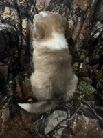 Marshall , a male Shetland Sheepdog for sale in Bremen, IN – Photo 9 of 10