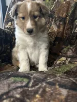 Marshall , a male Shetland Sheepdog for sale in Bremen, IN – Photo 3 of 10