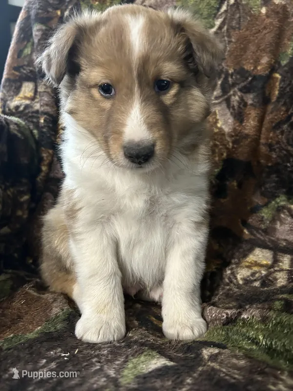 Marshall  – Shetland Sheepdog puppy for sale in Bremen, IN