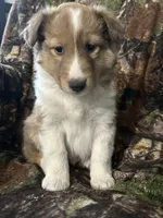 Marshall , a male Shetland Sheepdog for sale in Bremen, IN – Photo 1 of 10